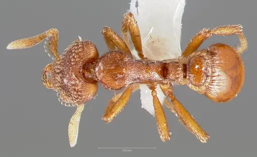 Strumigenys alperti - CASENT0005892