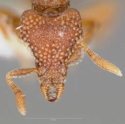 Strumigenys alperti - CASENT0005892