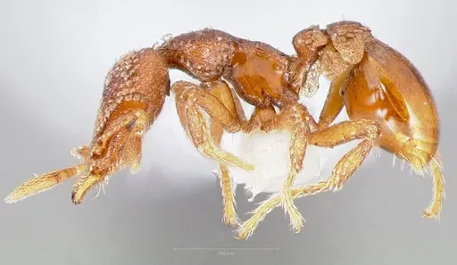 Strumigenys alperti - CASENT0005892