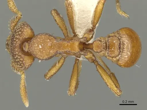 Strumigenys alperti - CASENT0900688