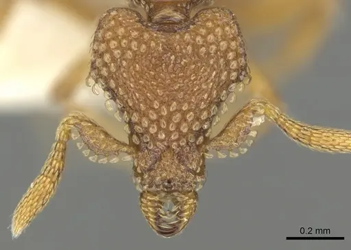 Strumigenys alperti - CASENT0900688