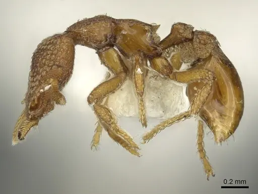 Strumigenys alperti - CASENT0900688