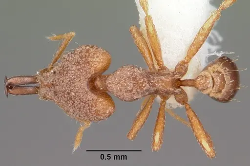 Strumigenys amasara specimen