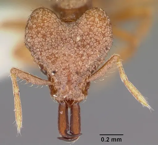 Strumigenys amasara specimen