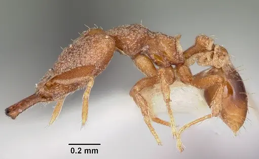 Strumigenys amasara specimen