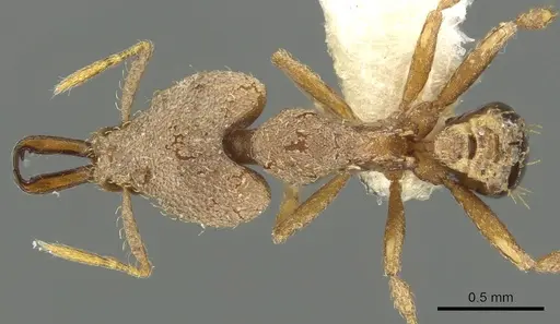 Strumigenys amasara - CASENT0900870