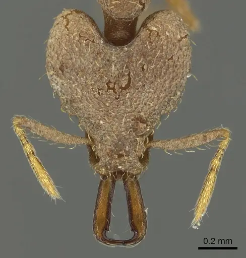 Strumigenys amasara - CASENT0900870