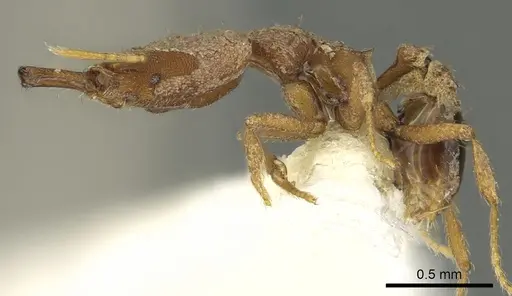 Strumigenys amasara - CASENT0900870