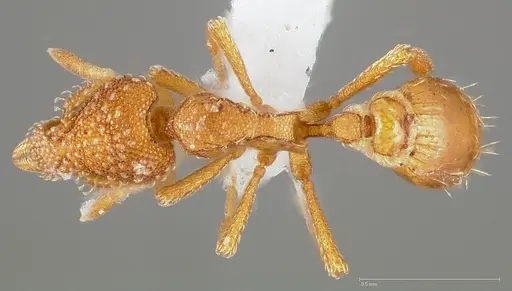 Strumigenys ambatrix specimen