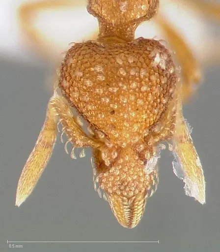 Strumigenys ambatrix specimen