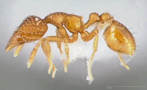 Strumigenys ambatrix specimen