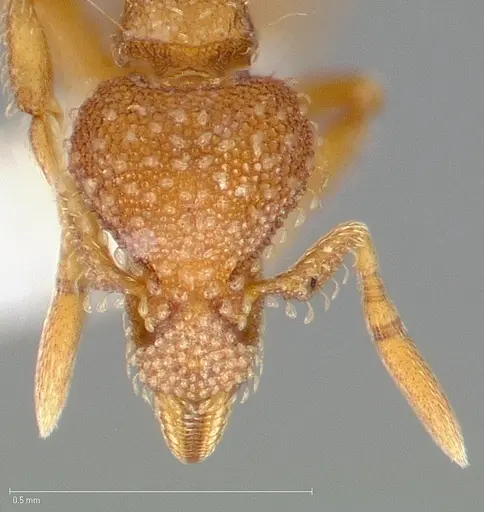 Strumigenys ambatrix - CASENT0005446