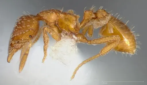 Strumigenys ambatrix - CASENT0005446