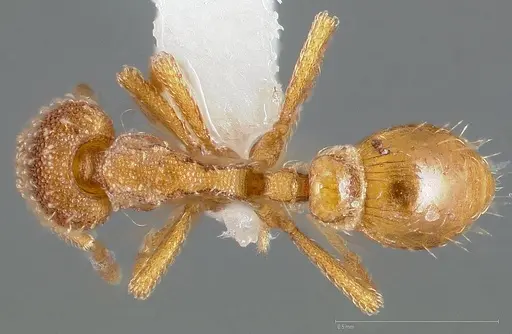 Strumigenys ambatrix - CASENT0005447