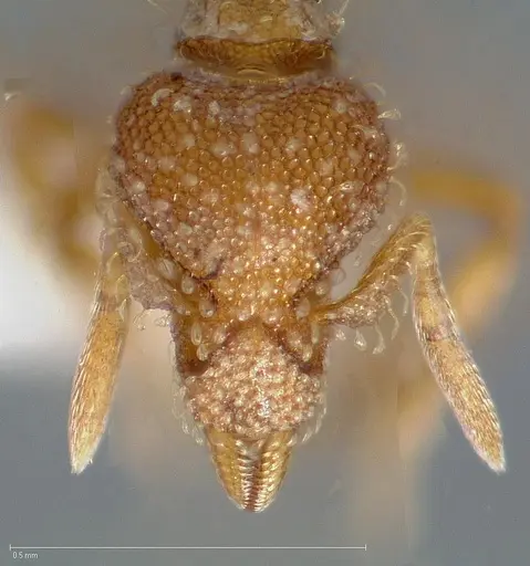 Strumigenys ambatrix - CASENT0005447