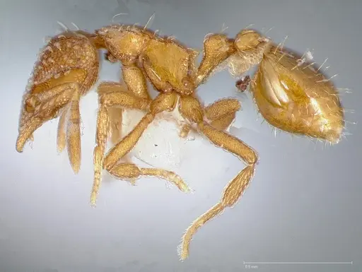 Strumigenys ambatrix - CASENT0005447