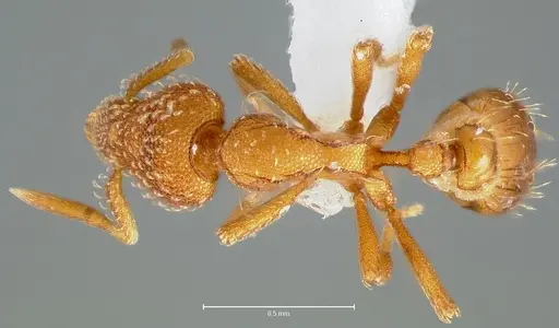 Strumigenys ambatrix - CASENT0005990