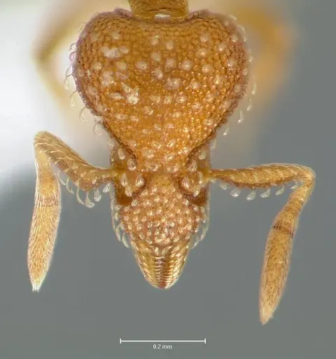 Strumigenys ambatrix - CASENT0005990