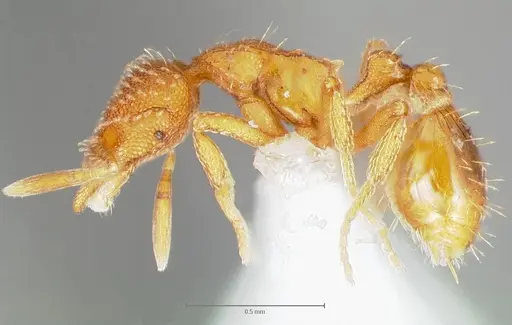 Strumigenys ambatrix - CASENT0005990