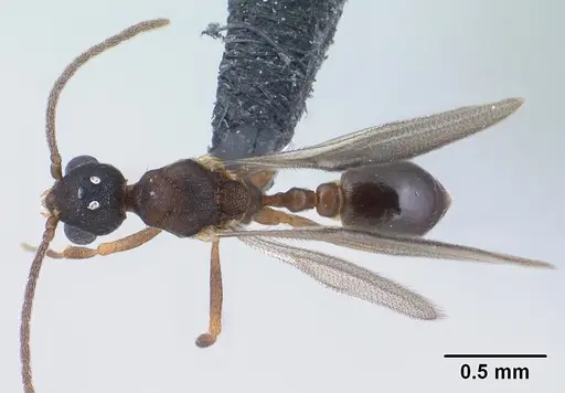 Strumigenys ambatrix - CASENT0135807