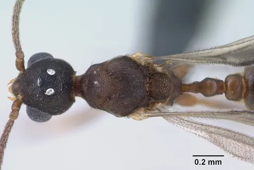 Strumigenys ambatrix - CASENT0135807