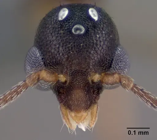 Strumigenys ambatrix - CASENT0135807