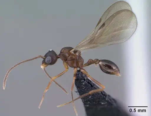 Strumigenys ambatrix - CASENT0135807