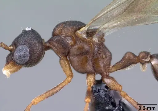 Strumigenys ambatrix - CASENT0135807