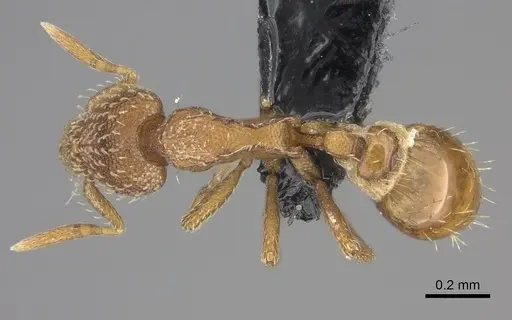 Strumigenys ambatrix - CASENT0140727