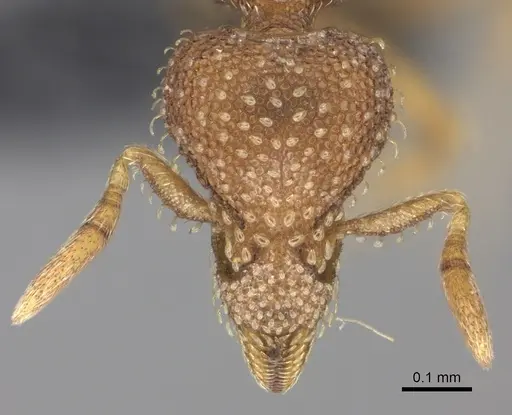 Strumigenys ambatrix - CASENT0140727