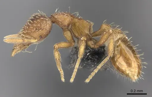 Strumigenys ambatrix - CASENT0140727