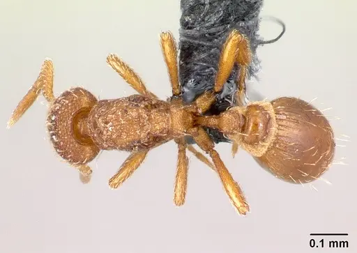 Strumigenys ambatrix - CASENT0164372