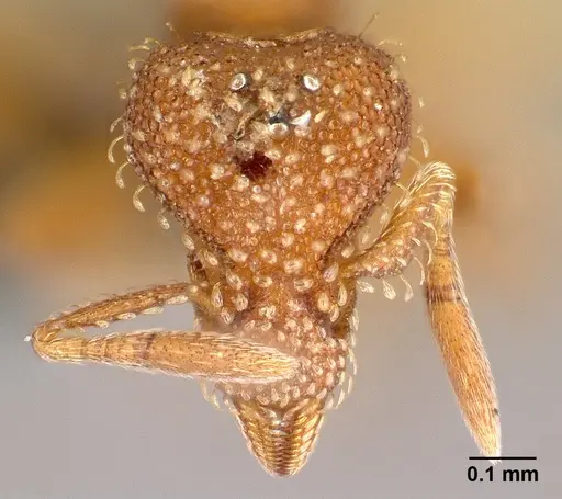 Strumigenys ambatrix - CASENT0164372