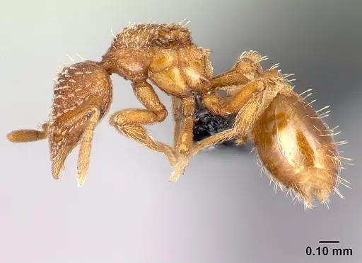 Strumigenys ambatrix - CASENT0164372