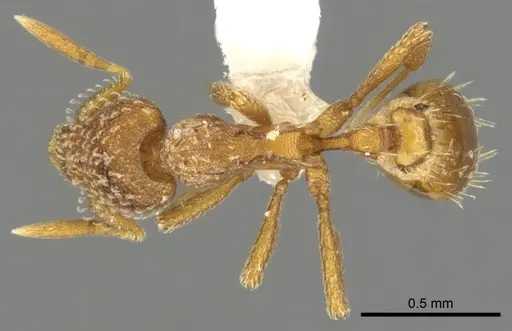 Strumigenys ambatrix - CASENT0900033