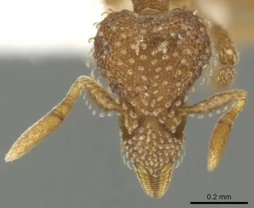 Strumigenys ambatrix - CASENT0900033