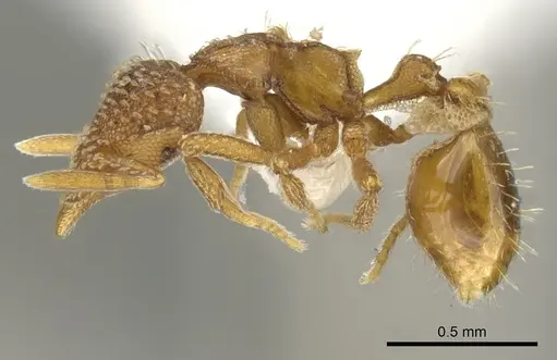 Strumigenys ambatrix - CASENT0900033