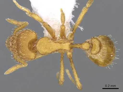 Strumigenys ambatrix - CASENT0914633