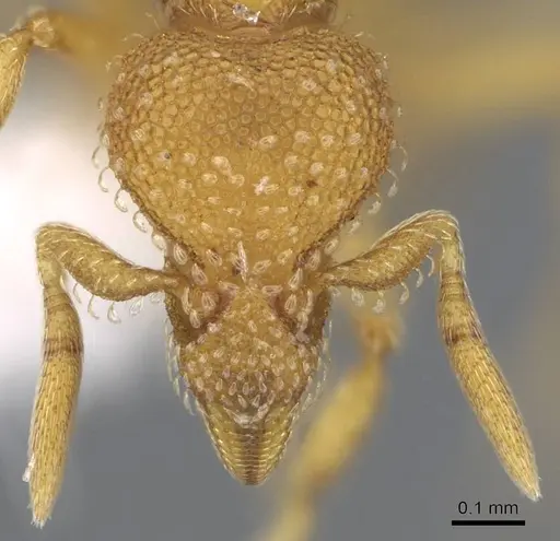 Strumigenys ambatrix - CASENT0914633