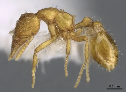 Strumigenys ambatrix - CASENT0914633