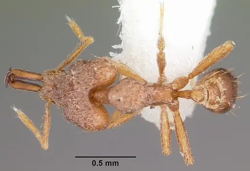 Strumigenys amnesia specimen
