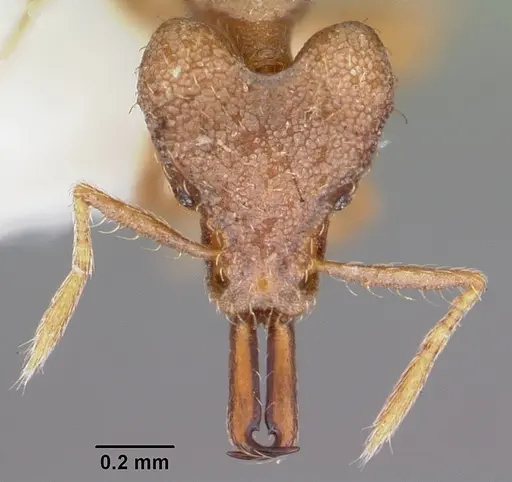 Strumigenys amnesia specimen