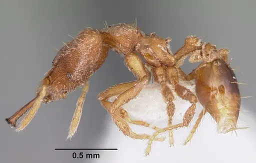 Strumigenys amnesia specimen