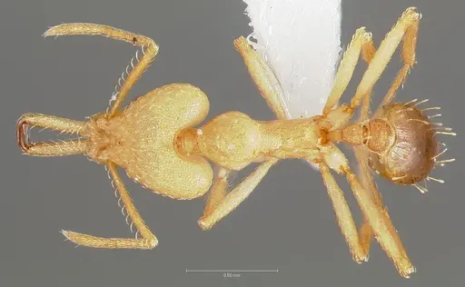 Strumigenys ampyx specimen