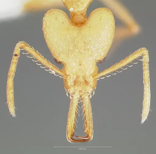 Strumigenys ampyx specimen