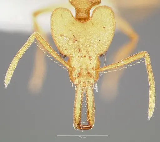 Strumigenys ampyx - CASENT0005485