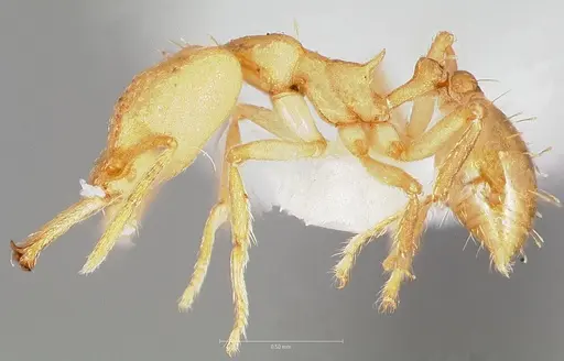 Strumigenys ampyx - CASENT0005485