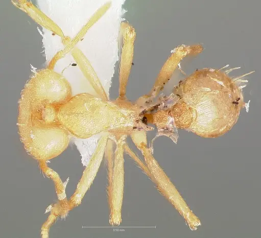 Strumigenys ampyx - CASENT0005486