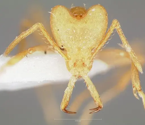 Strumigenys ampyx - CASENT0005486