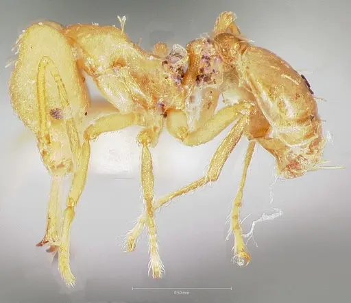 Strumigenys ampyx - CASENT0005486